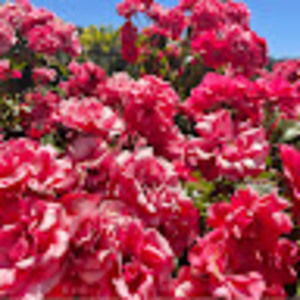 Meet your Posher, Janalee